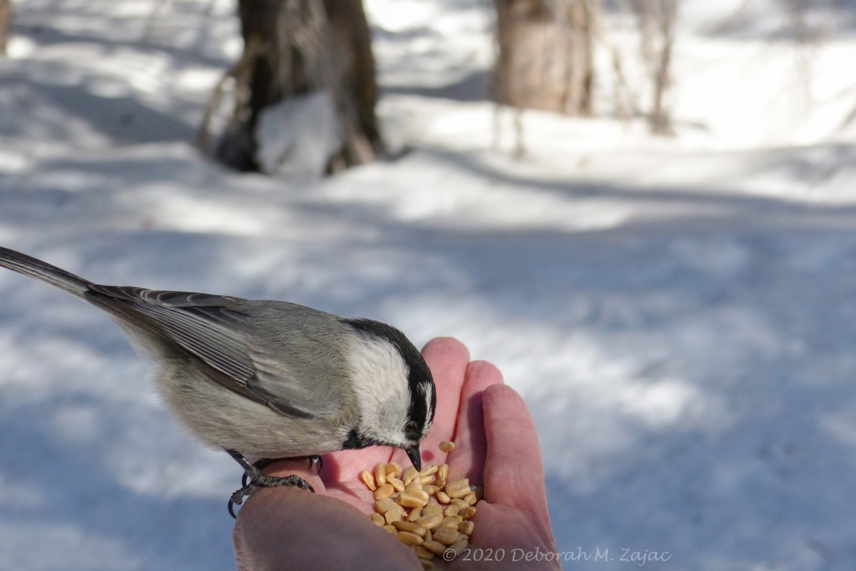 Chick a Dee feeding from my Hand
