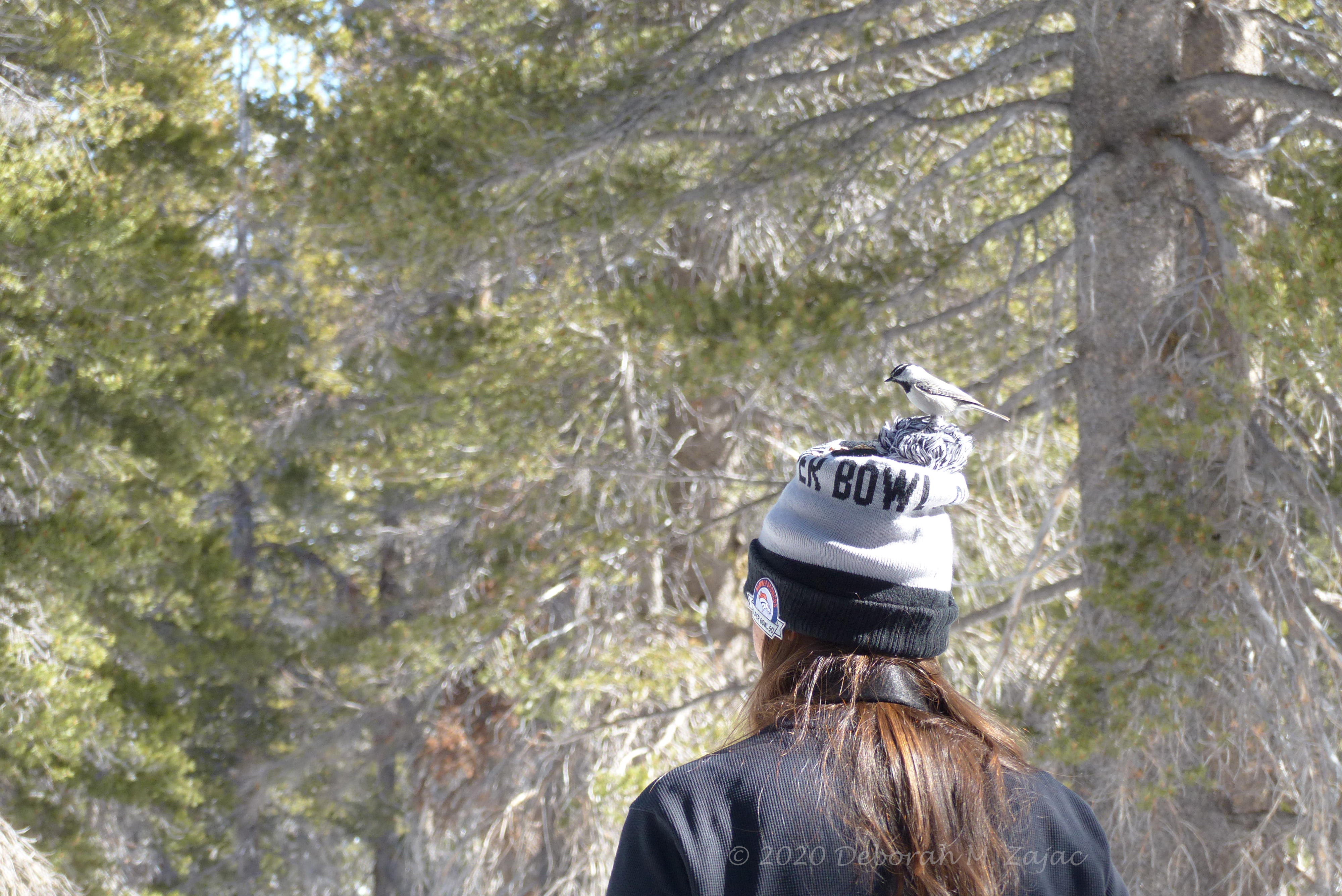 Chickadee on Anna's Hat
