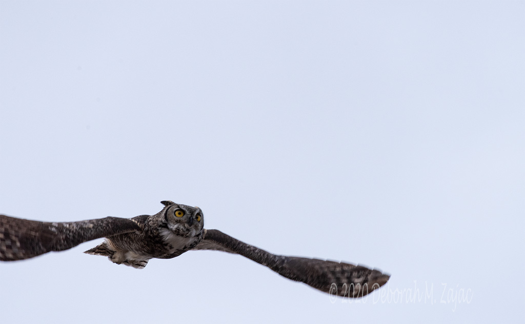 Great Horned Owl