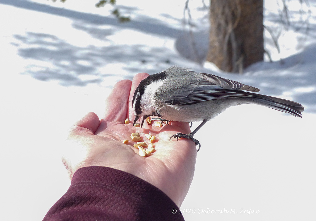 Chick a Dee feeding from my Hand
