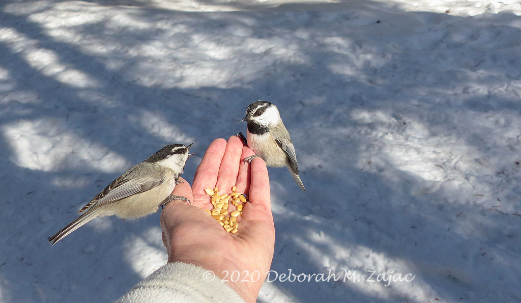 Mountain Chickadees