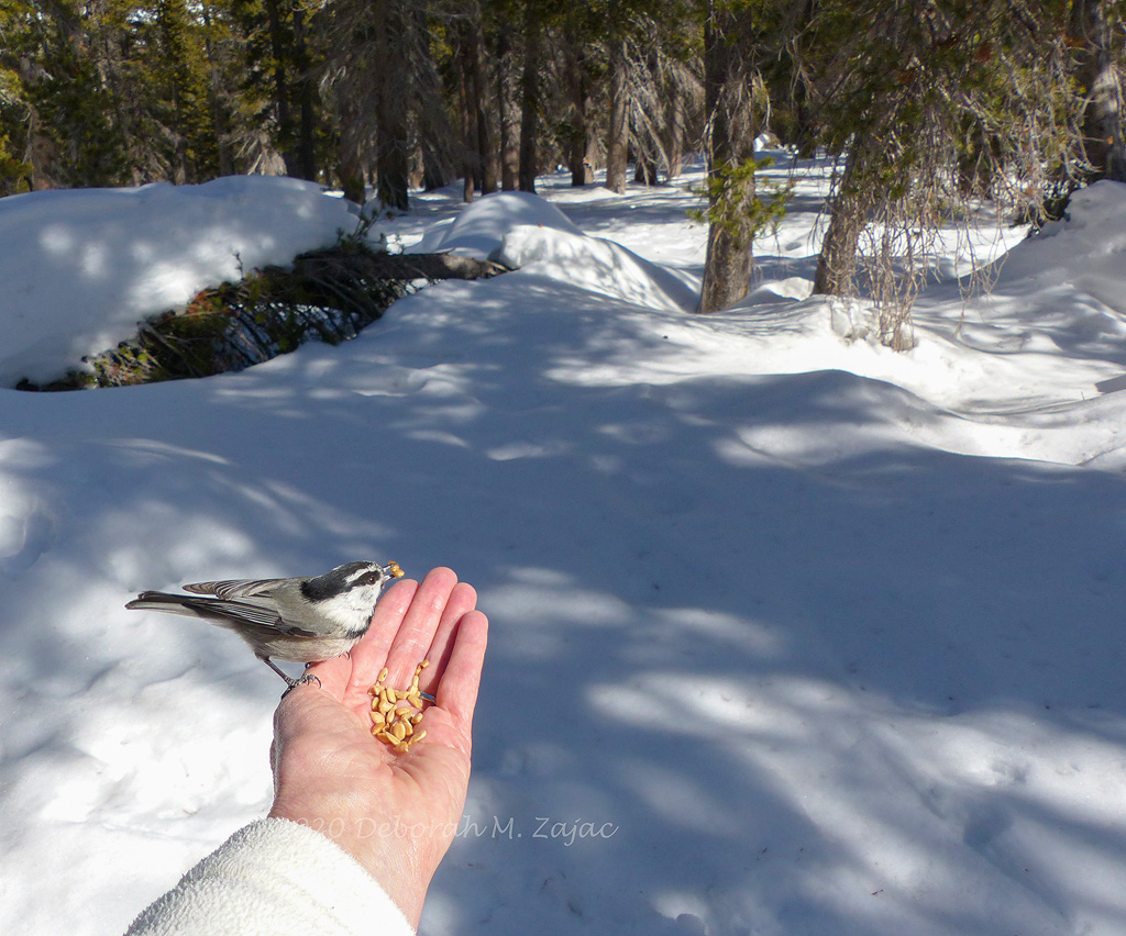 Moutain Chickadee