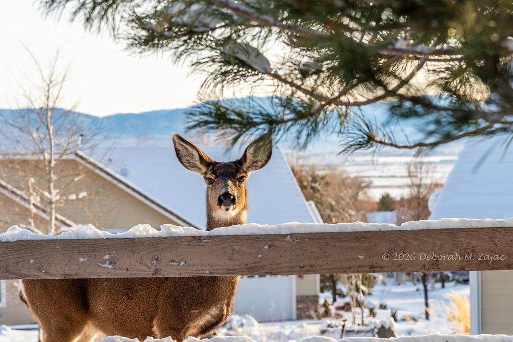 Doe Mule Deer