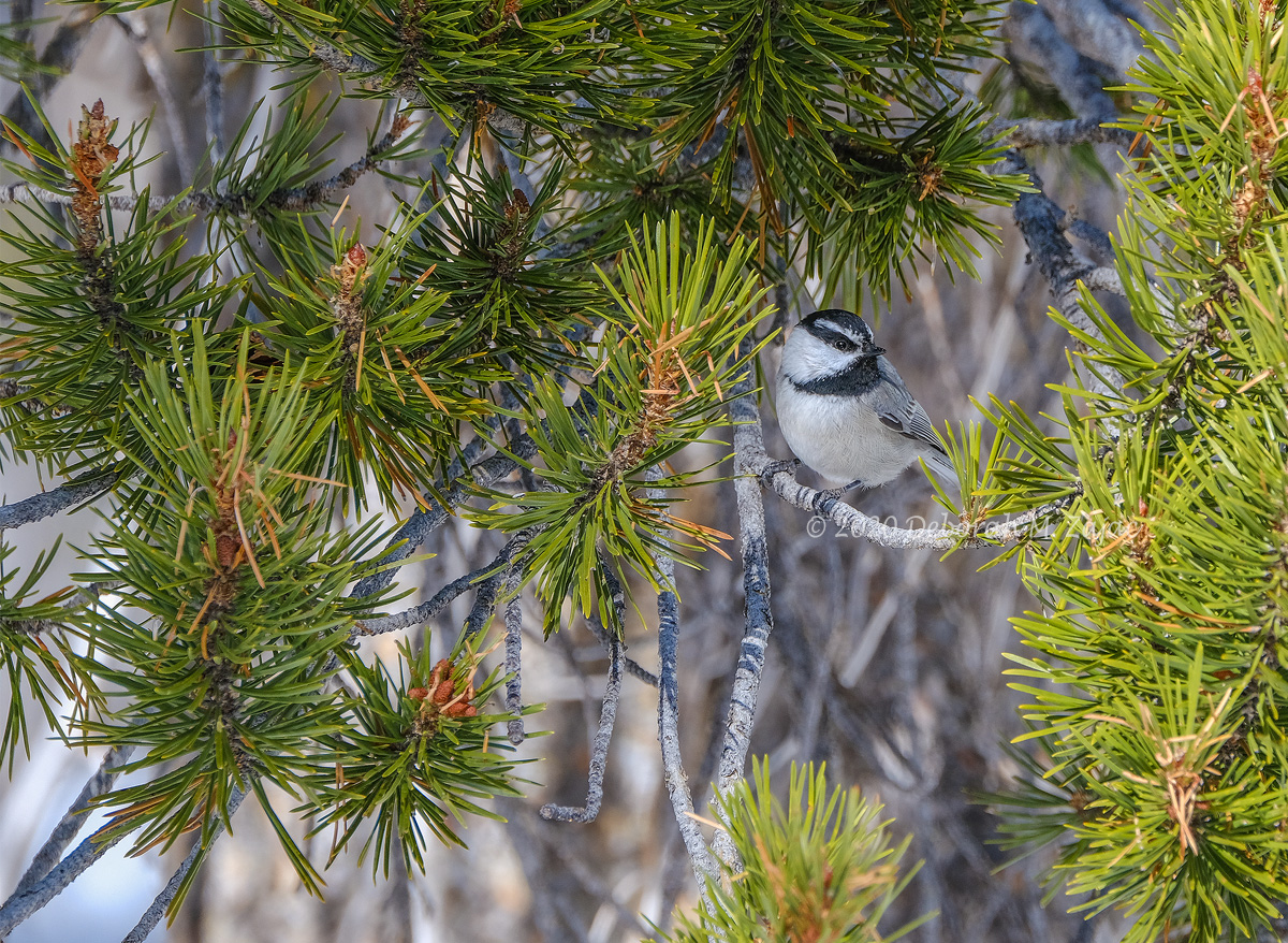 Mountain Chickadee