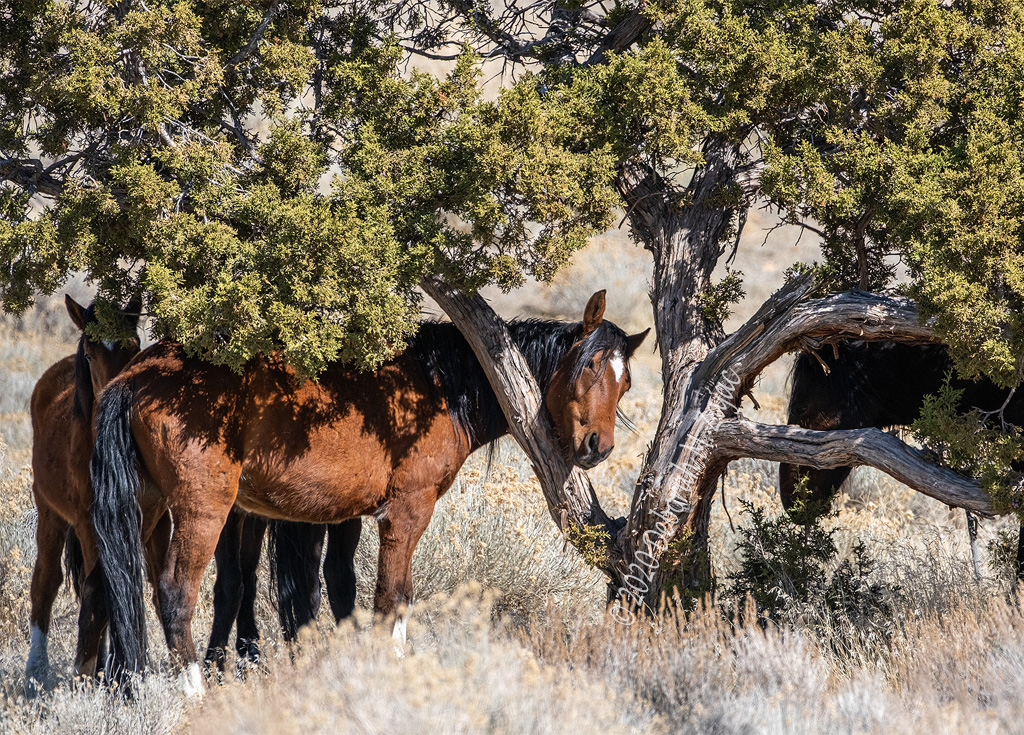 Wild Mustangs