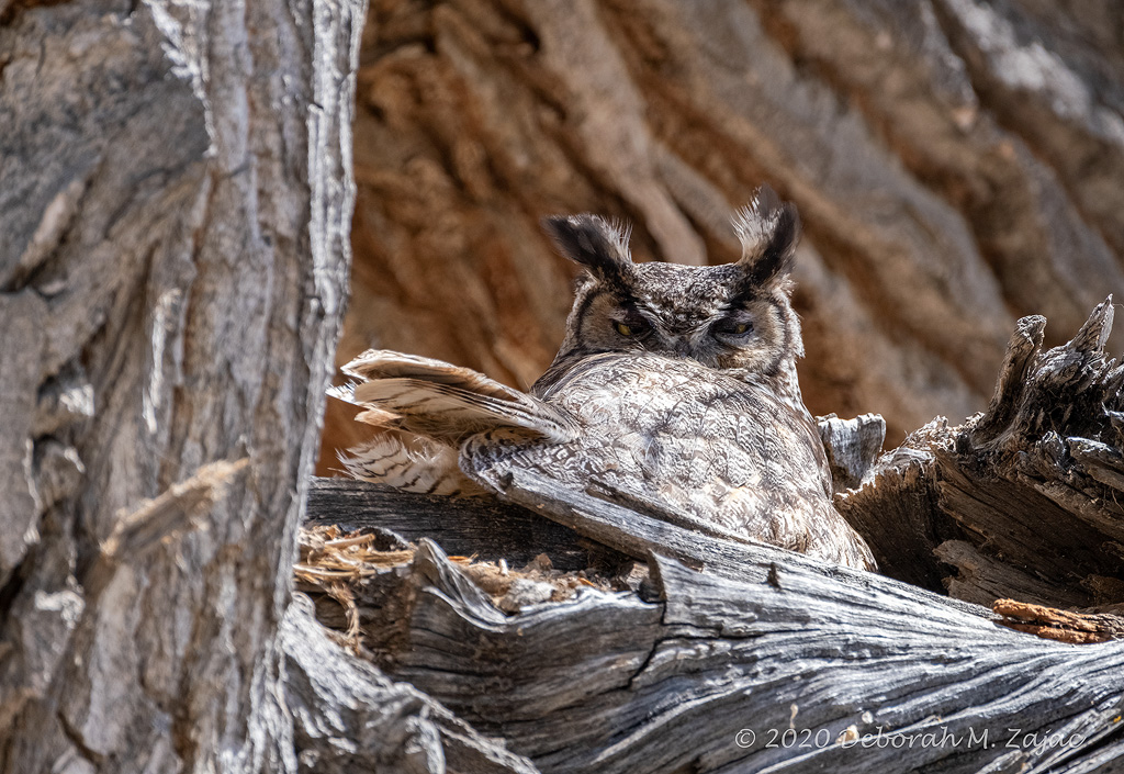 Great Horned Owl Nesting