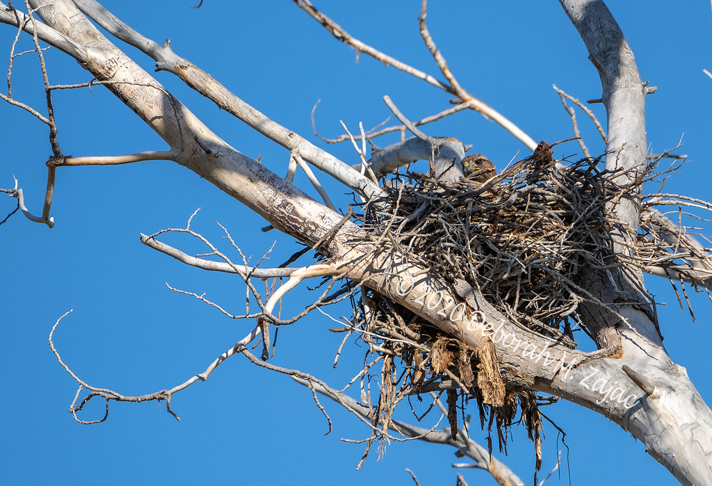 Hawk in the Nest