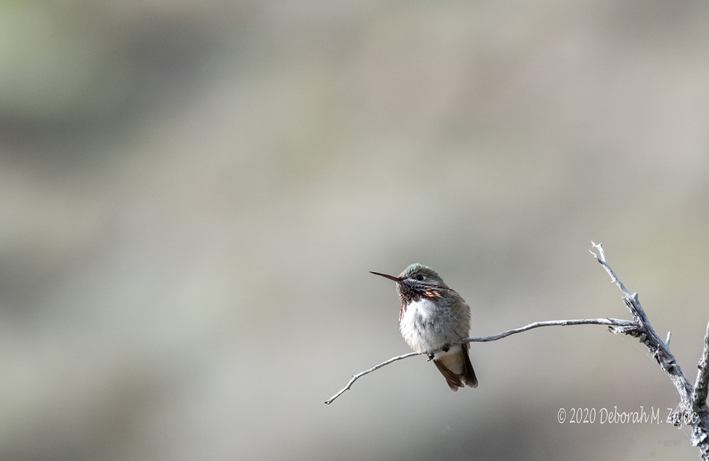 Caliope Hummingbird Male