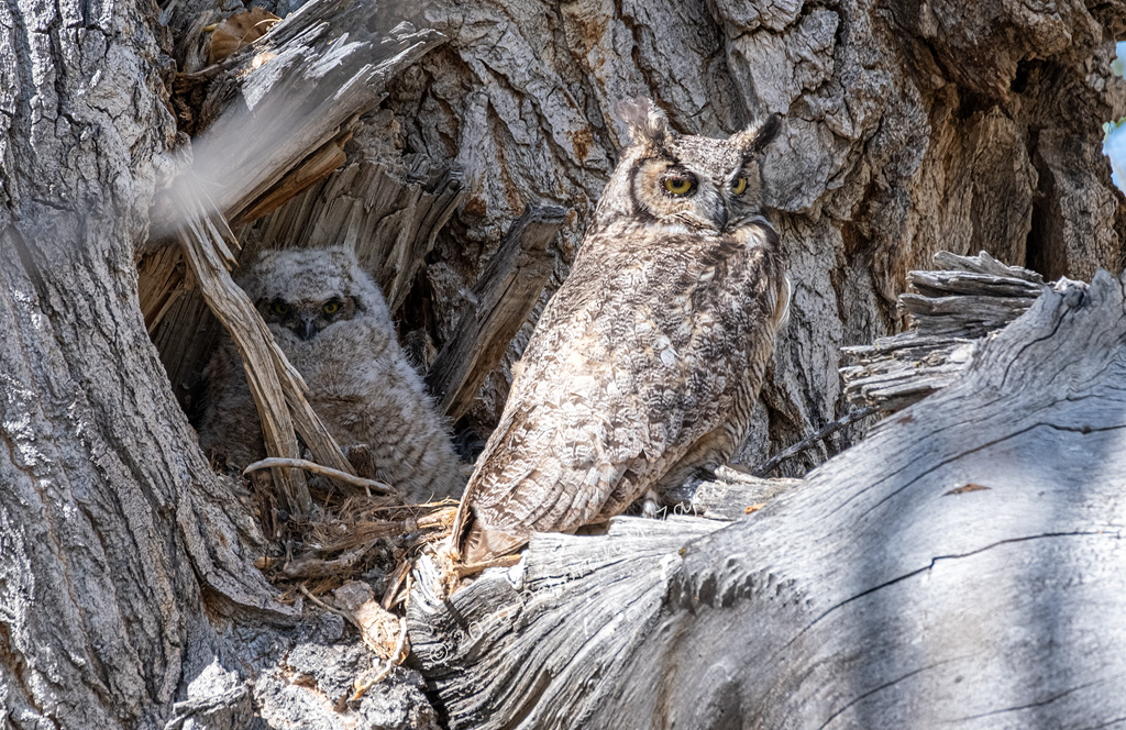 Great horned Owl and Owlet