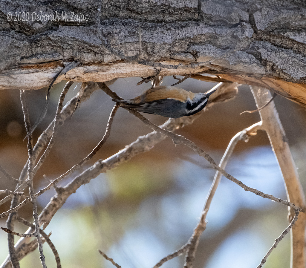 Red-breasted Nuthatch