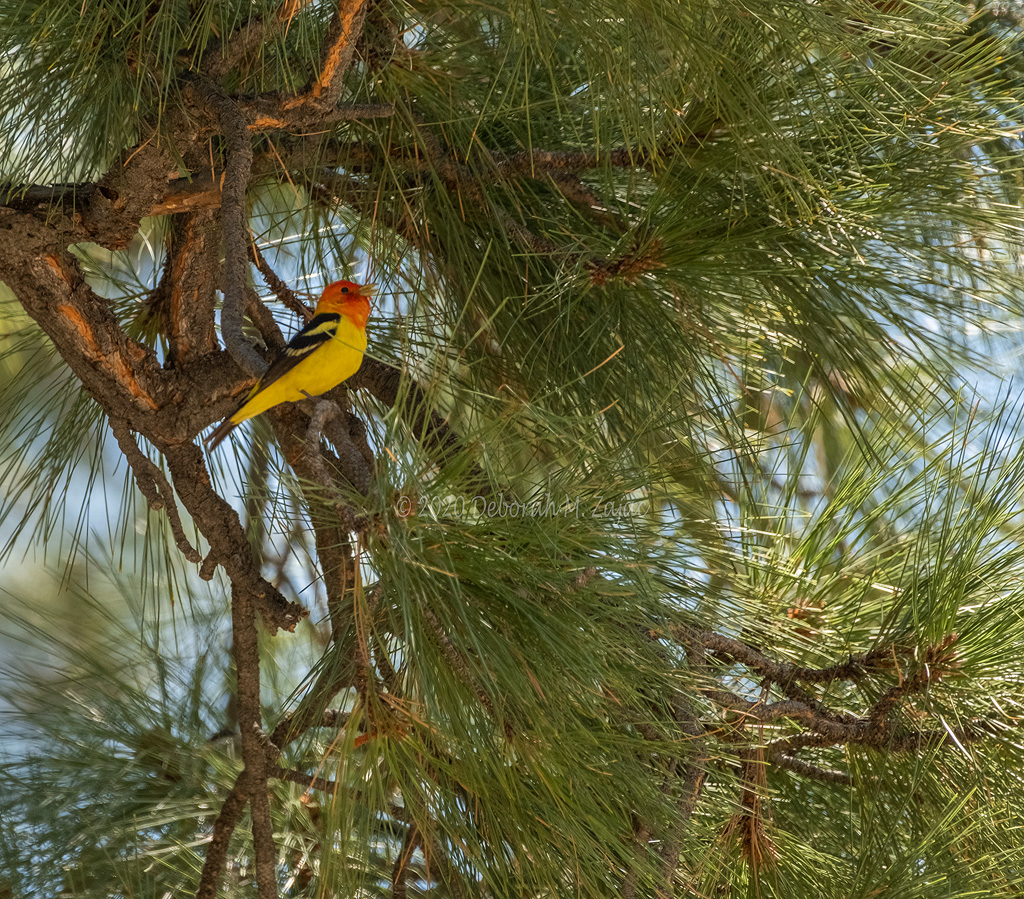 Western Tanager Male