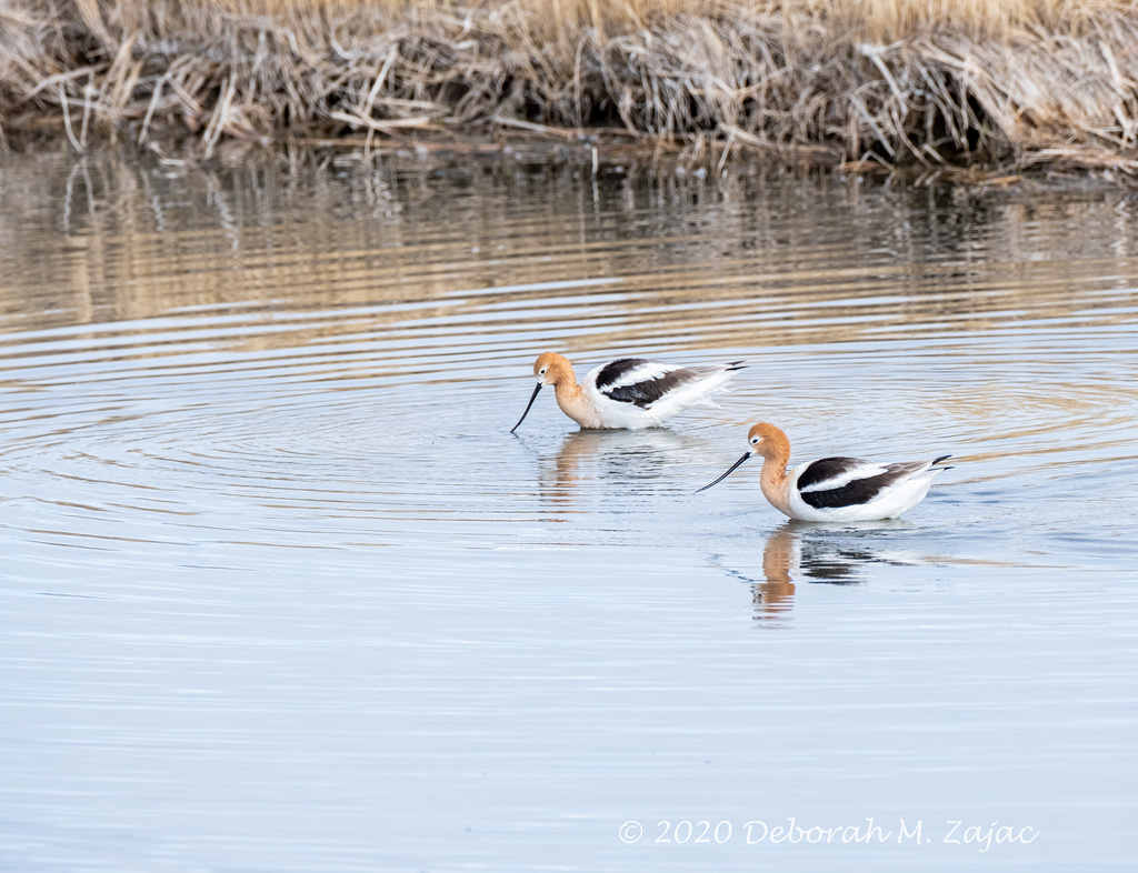American Avocets