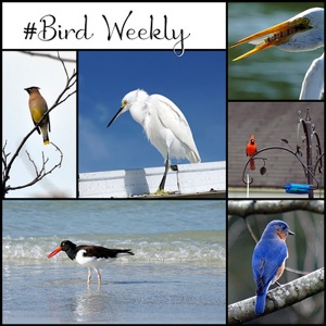 bird_weekly_badge_400 web