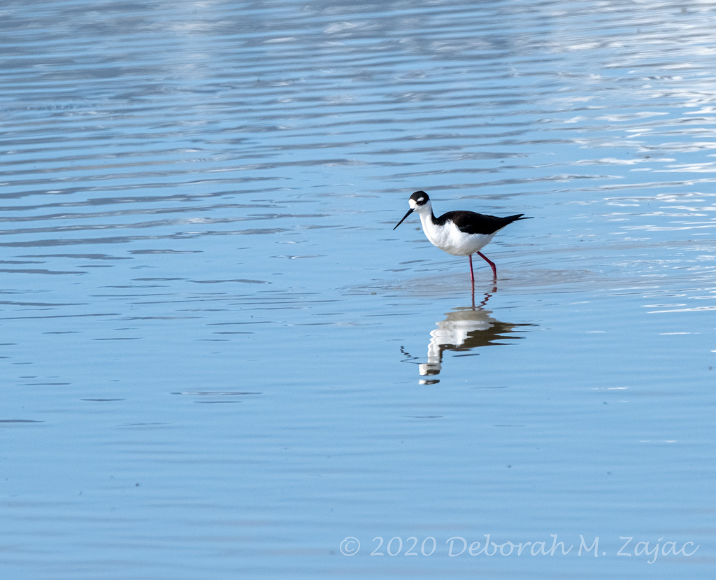Black-necked Stilt