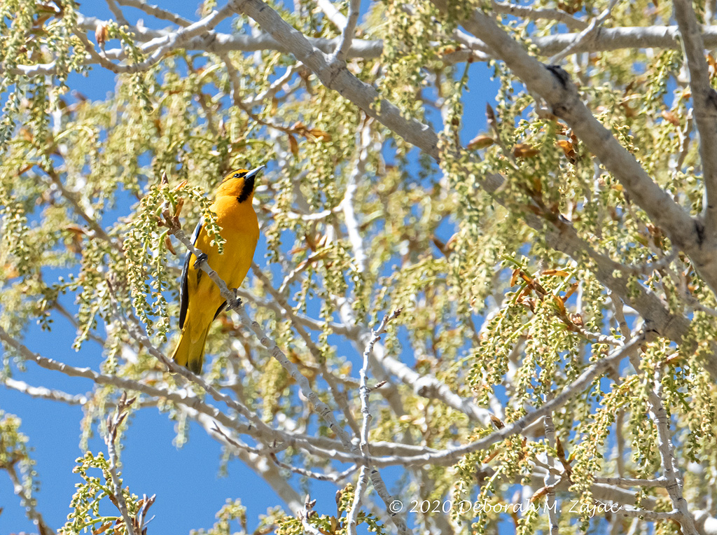 Bullock's Oriole Male