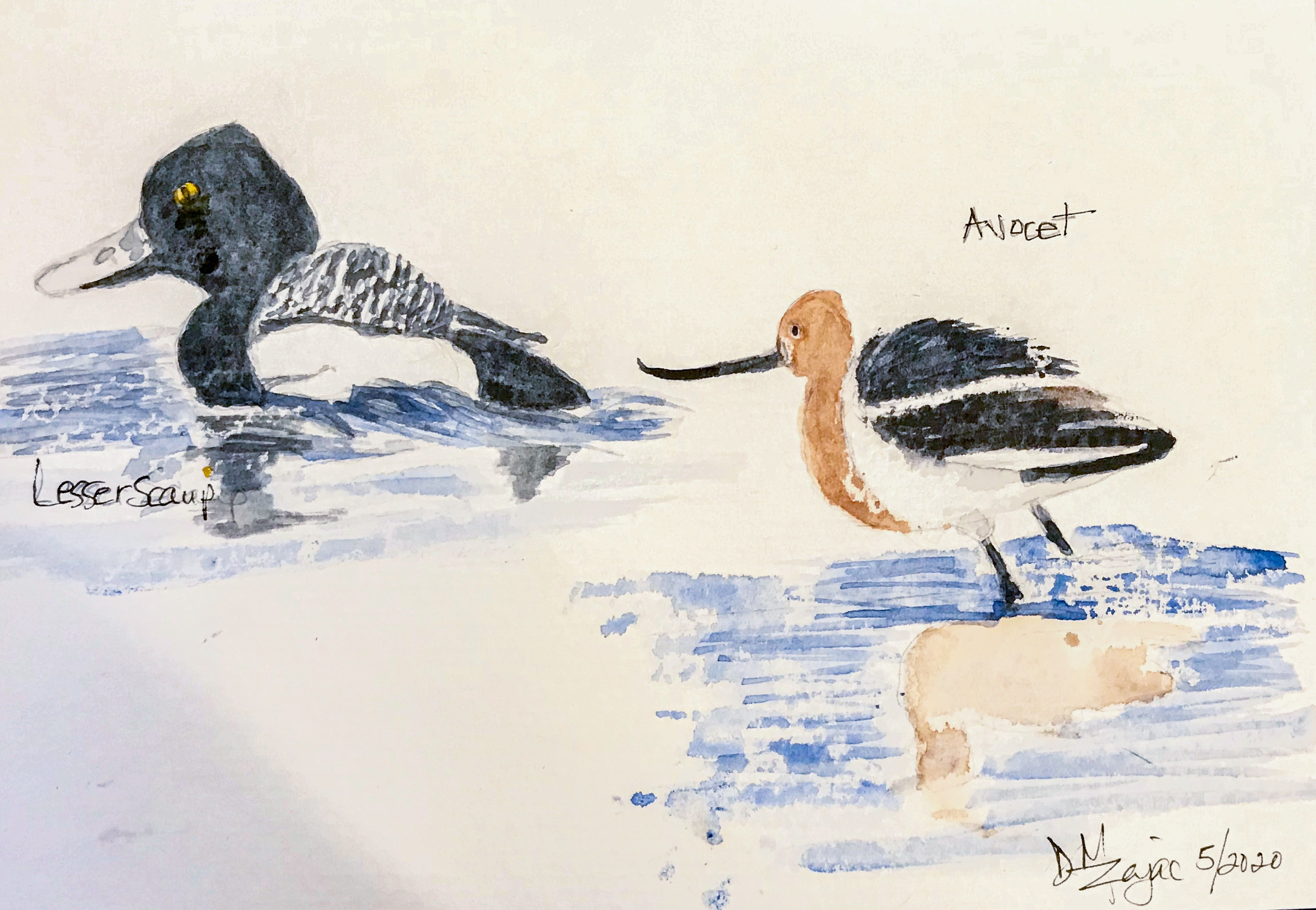 Lesser Scaup and Avocet watercolor