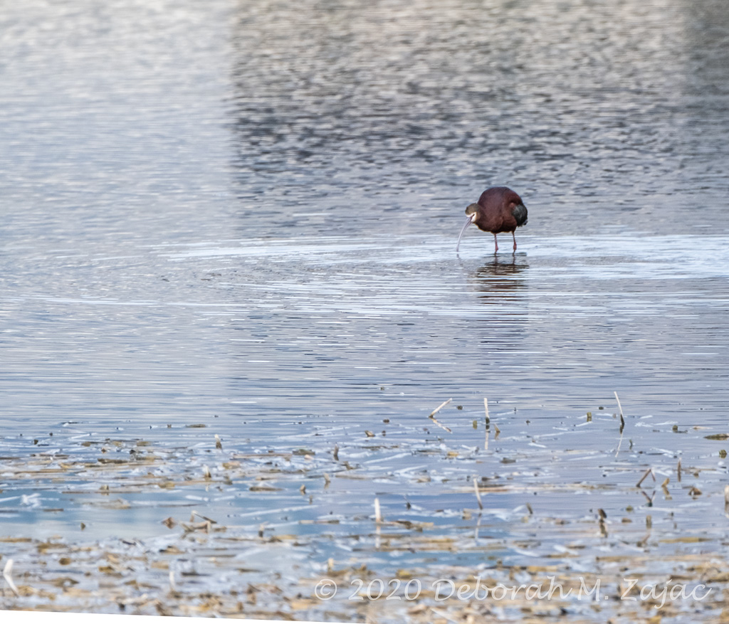 White-faced Ibis