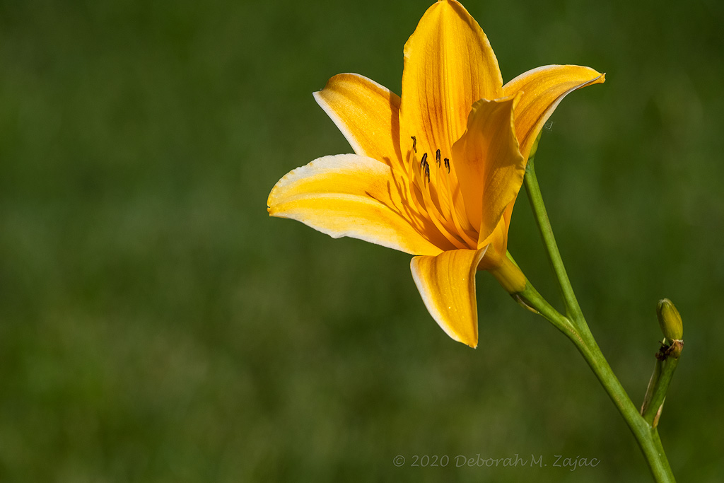 Yellow Orange Day Lily