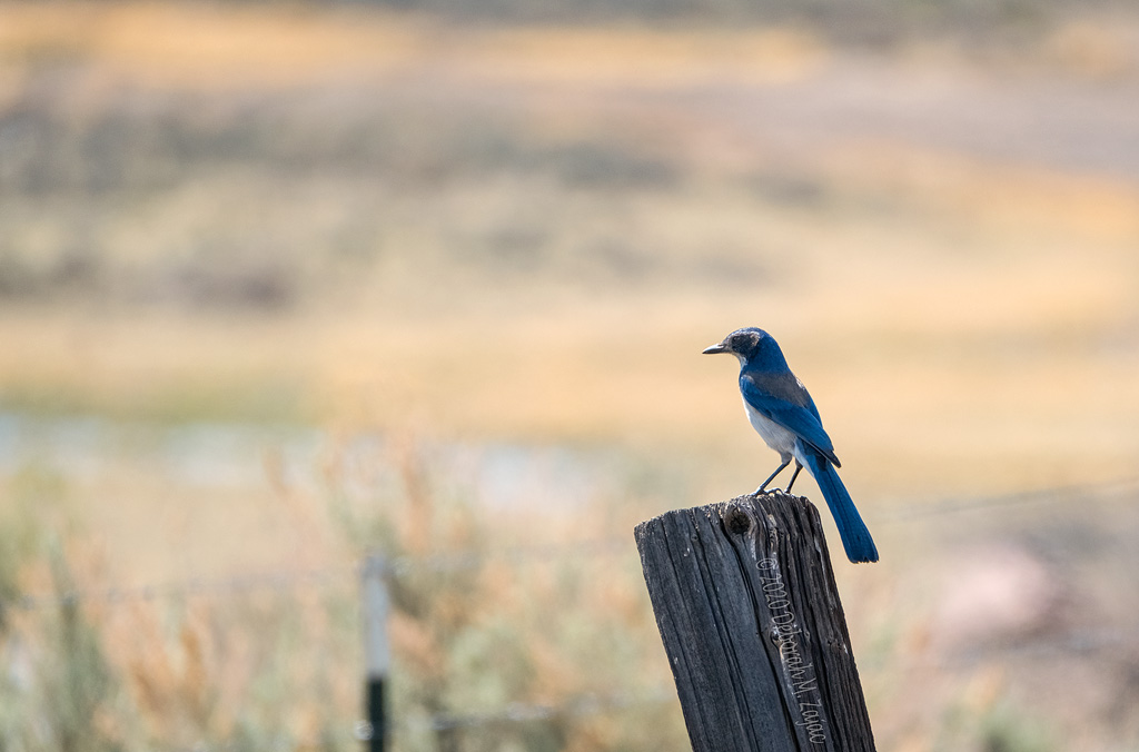 Scrub Jay