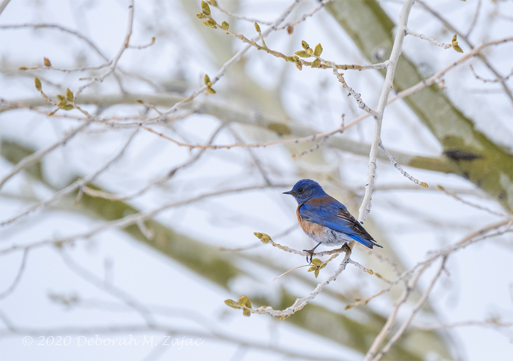 Western Bluebird Male