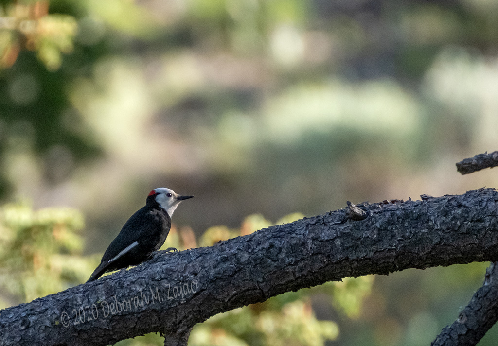 White-headed Woodpecker Male