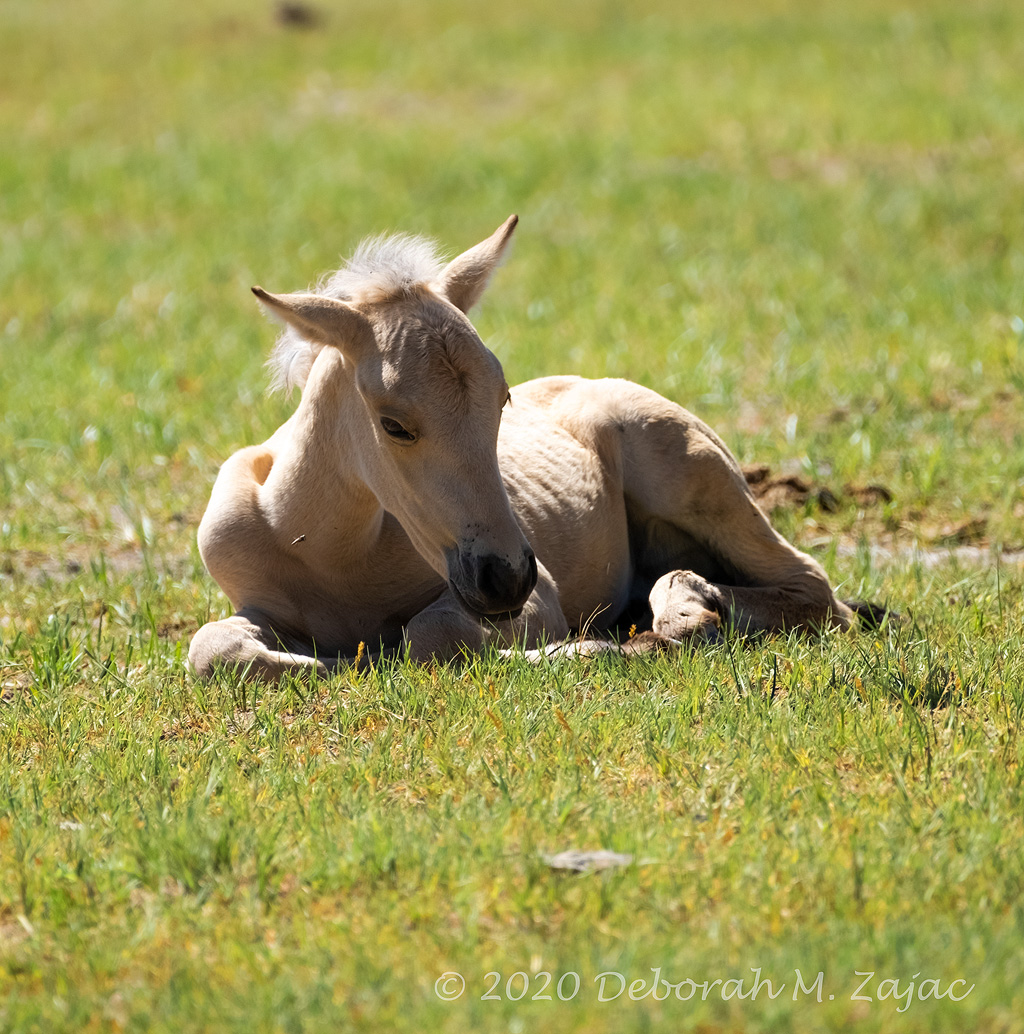 Wild Mustang Foal