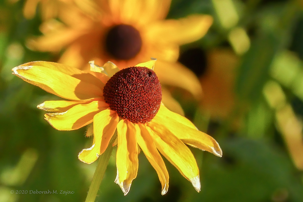Black-eyed Susan