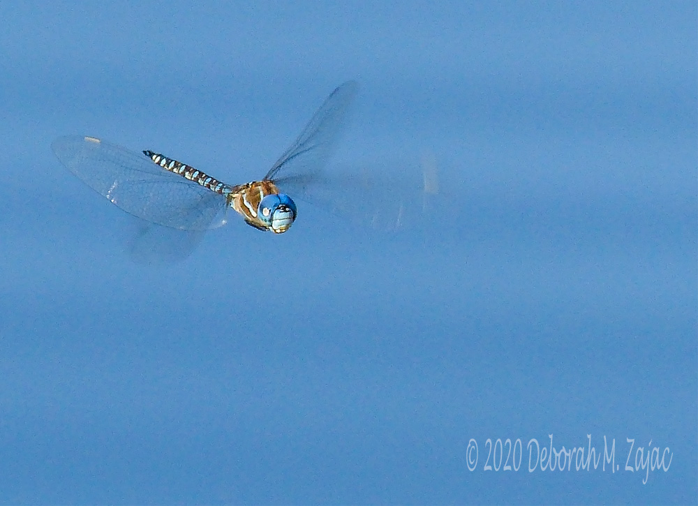 Blue-eyed Darner Dragonfly