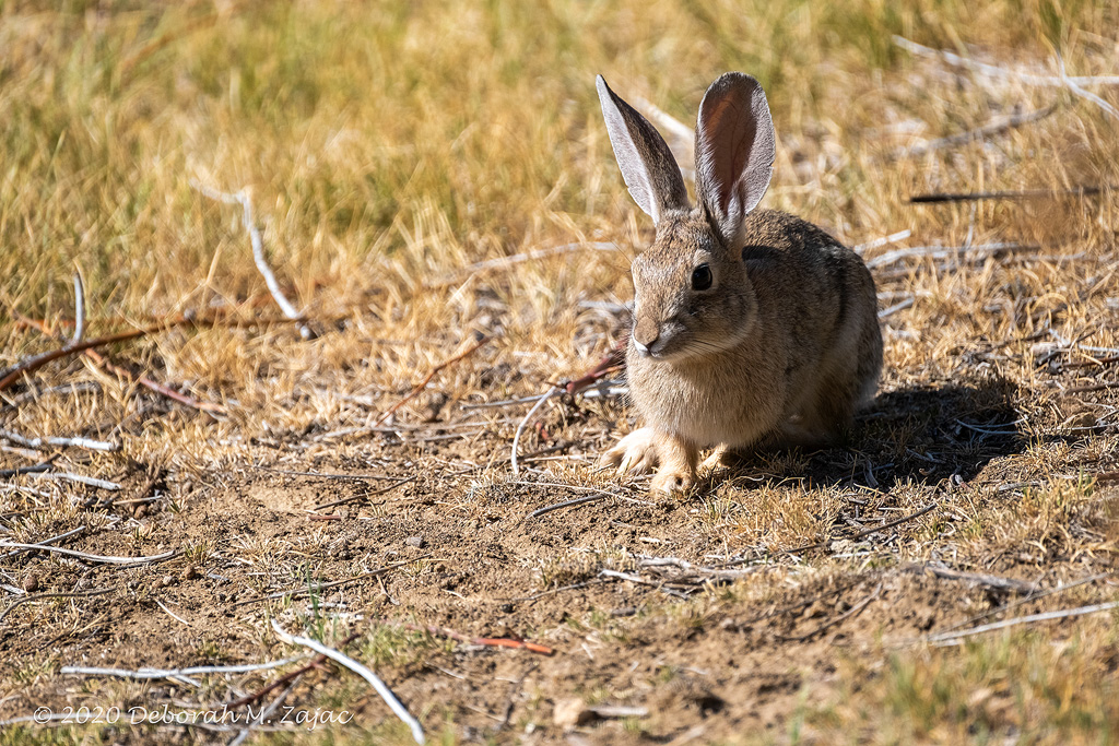 Wild Cotton Tail Bunny